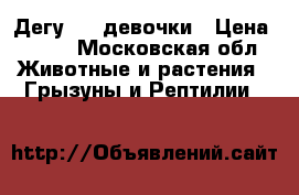 Дегу  2- девочки › Цена ­ 650 - Московская обл. Животные и растения » Грызуны и Рептилии   